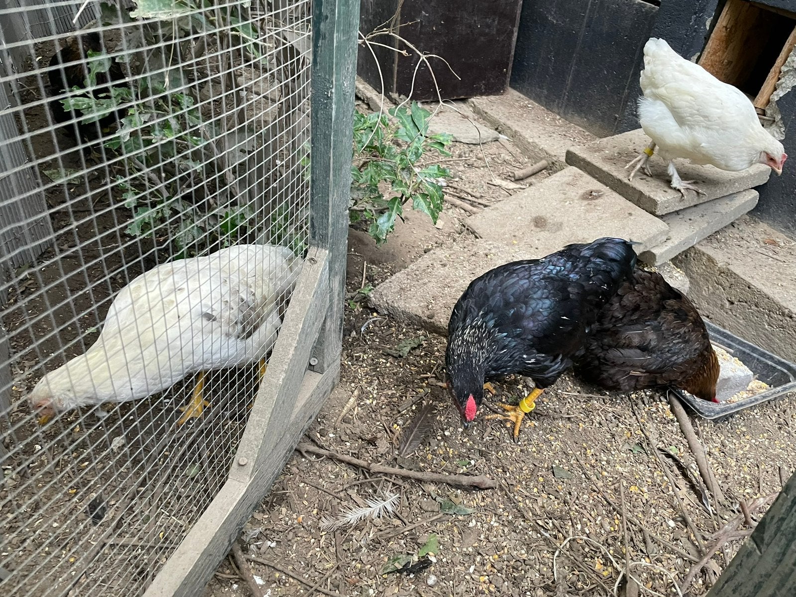 Cochin kriel en Cochin kriel x Mix, Dieren en Toebehoren, Vrouwelijk, Kip