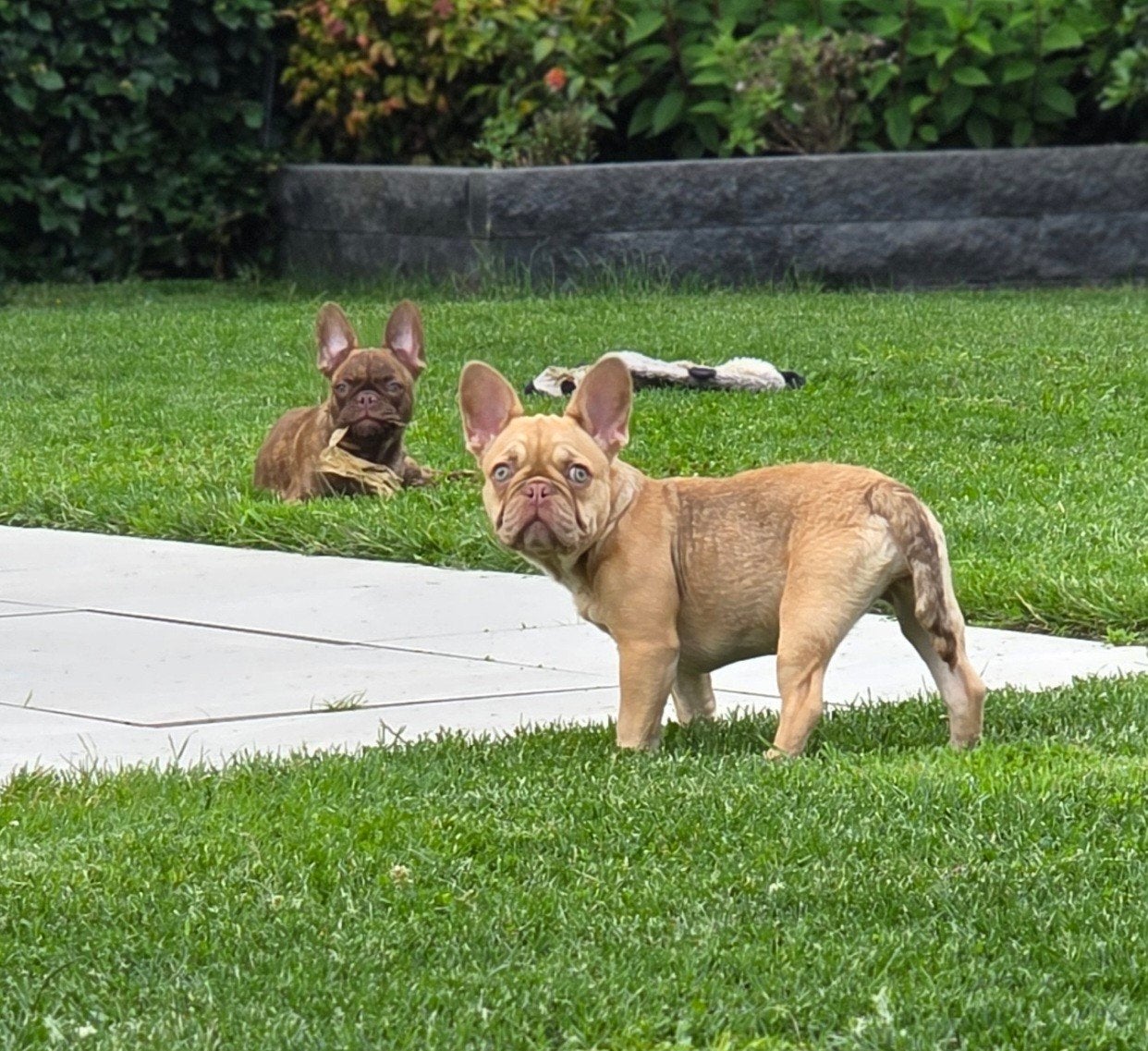 💙 Super leuke kruising franse bulldog pups reu en teef💓, Parvo, Reu, 8 tot 15 weken, Bulldog