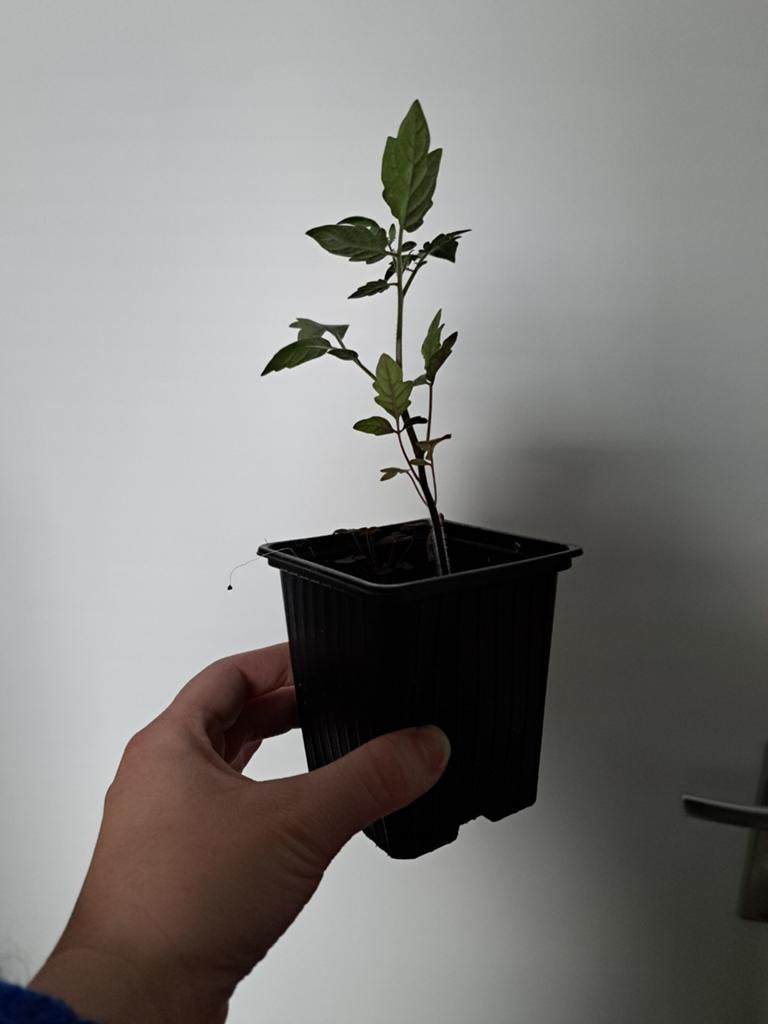 Bio tomaten, Ophalen, Eenjarig, Groenteplanten, Volle zon