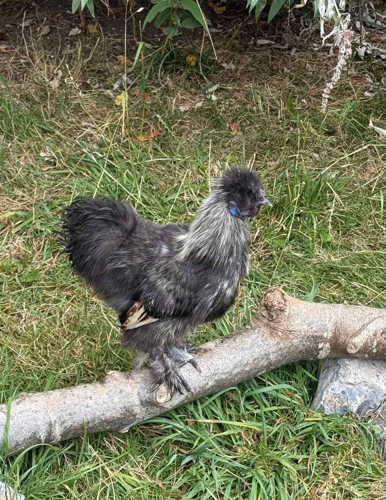 3 jonge zijdehoender kriel hanen, Dieren en Toebehoren, Mannelijk, Kip