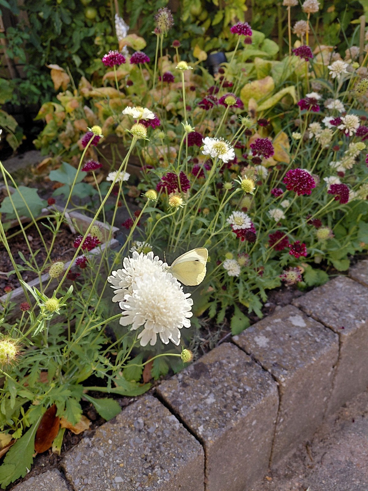 scabiosa (duifkruid) zaden mix, Tuin en Terras, Ophalen of Verzenden, Overige soorten, Volle zon