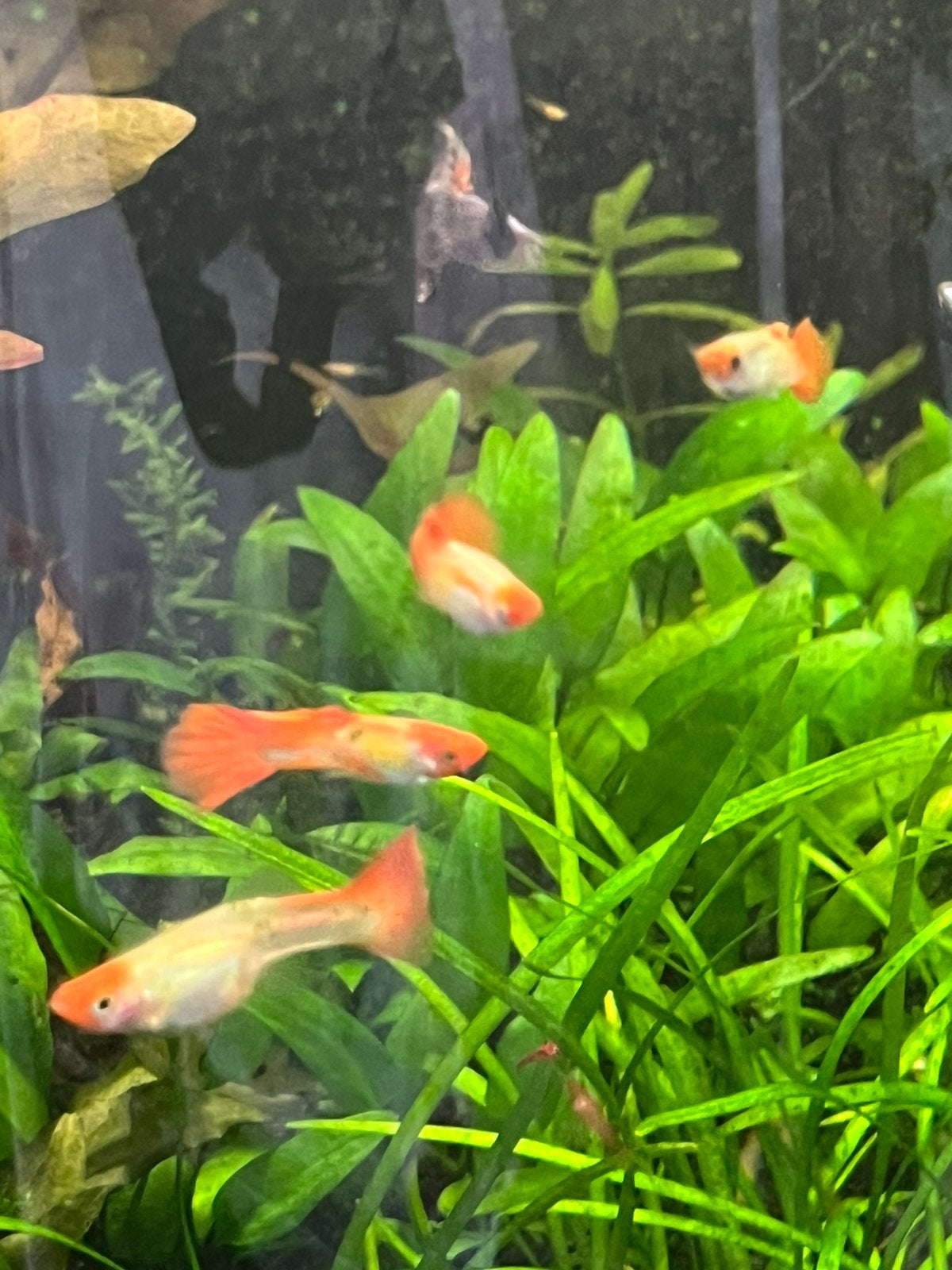 🐠 Gave Trio Red Cap Guppen ook mooie gekleurde vrouwtjes!, Dieren en Toebehoren, Vis, Zoetwatervis, Schoolvis