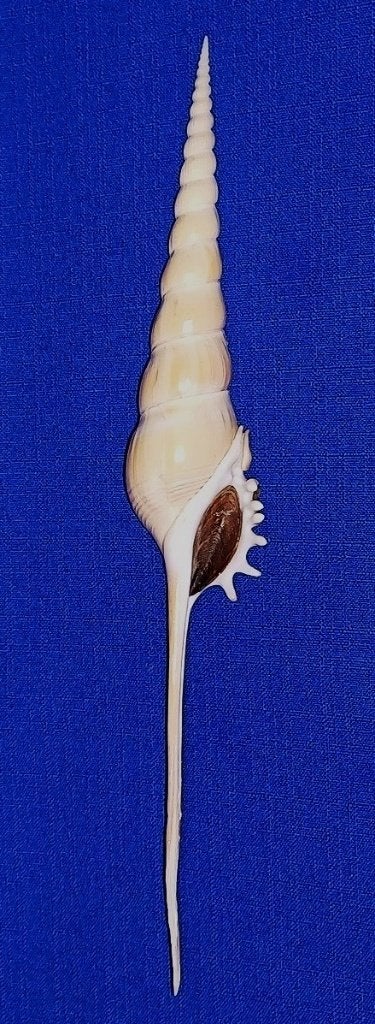 Schelpen, Tibia fusus, Ophalen of Verzenden, Schelp(en)