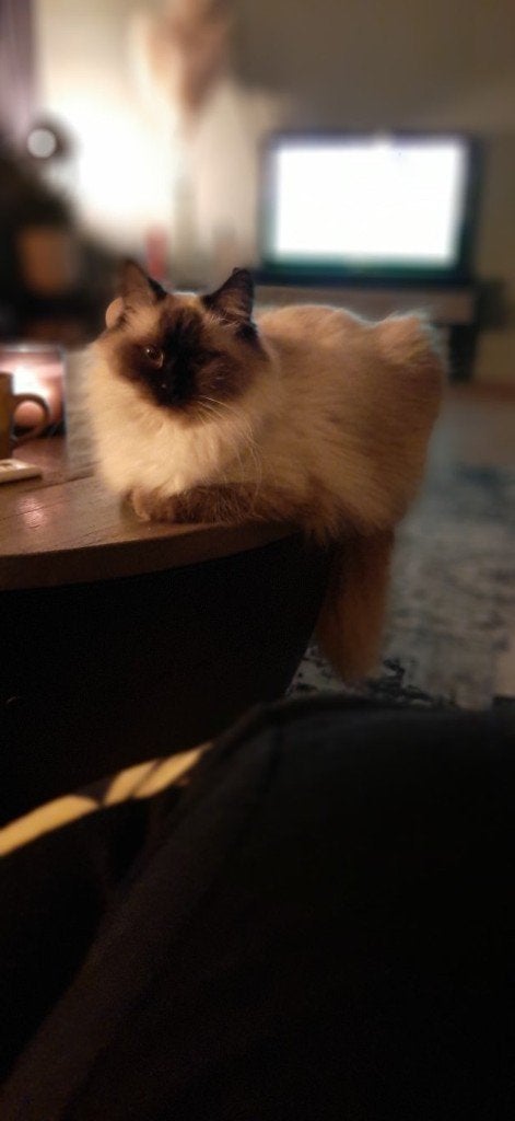 ragdoll kitten, Geslacht onbekend, Ontwormd, 0 tot 2 jaar