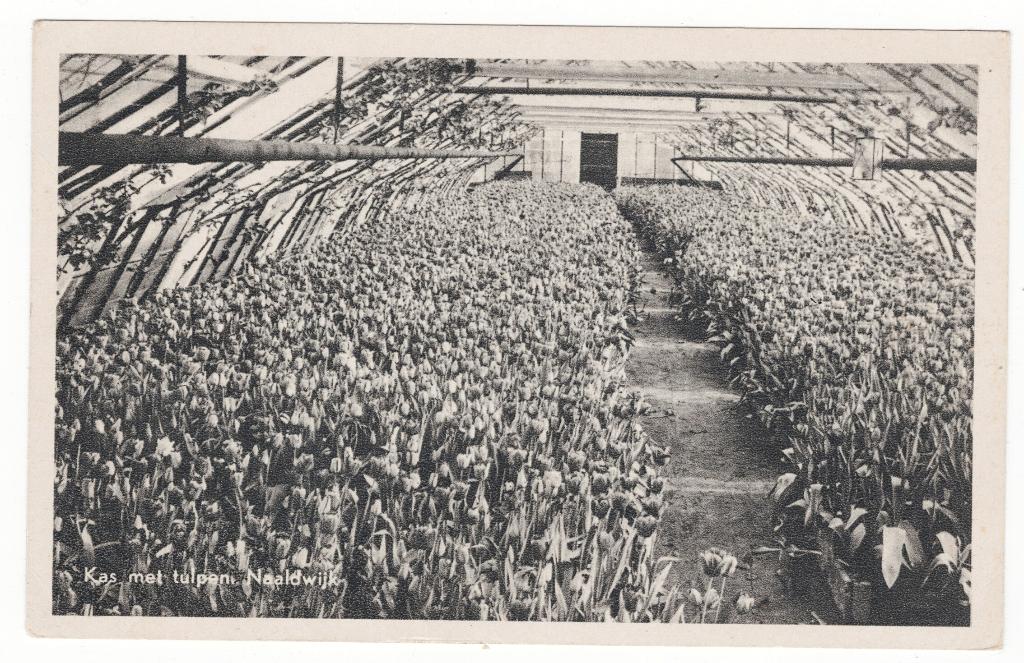 B2665 Naaldwijk, Westland, kas tulpen, Ophalen of Verzenden, 1940 tot 1960, Ongelopen, Zuid-Holland