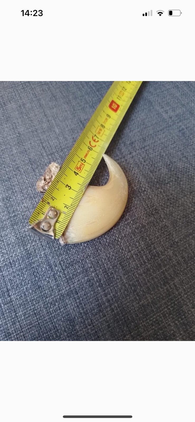 Grootste leeuw nagel, Verzamelen, Ophalen of Verzenden, Zo goed als nieuw, Wild dier, Beeldje of Figuurtje