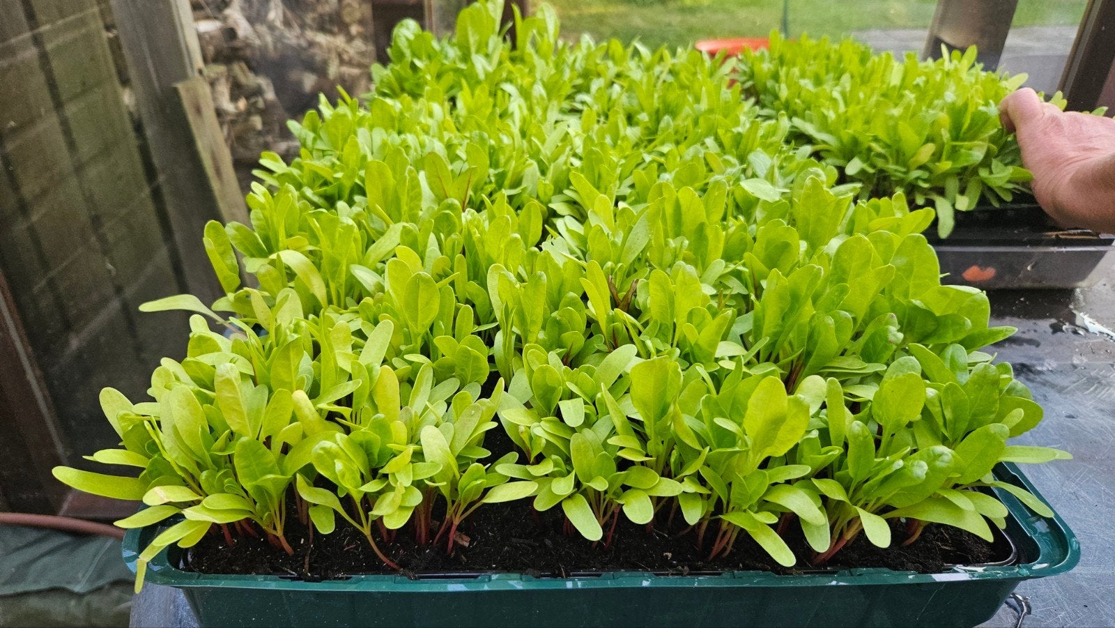 Warmoes plantjes /Snijbiet  vergeten groente, Ophalen, Eenjarig, Groenteplanten, Volle zon