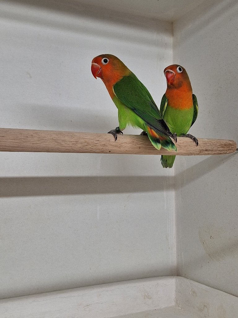 Agapornis Fischeri, Dieren en Toebehoren, Vogels | Parkieten en Papegaaien, Geslacht onbekend, Dwergpapegaai of Agapornis, Geringd