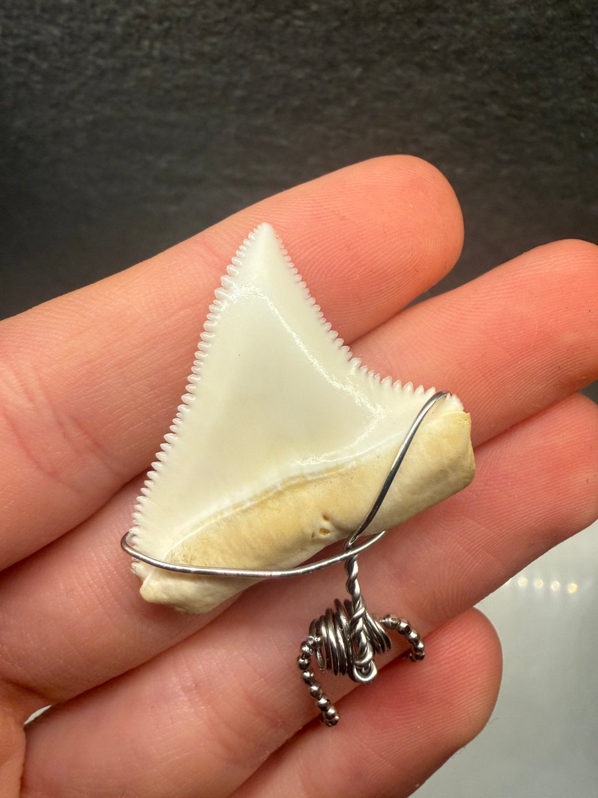 Great White Shark tooth ketting - C. Carcharias, Ophalen of Verzenden, Zo goed als nieuw