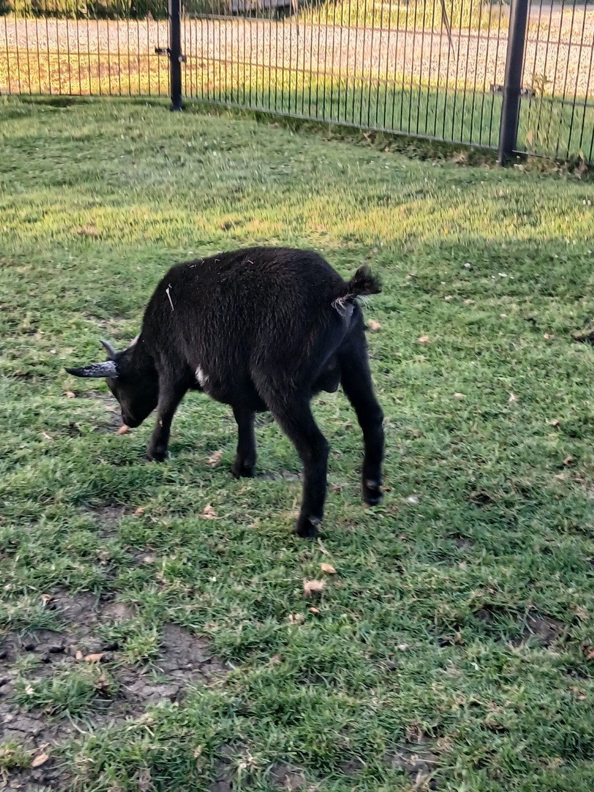 Floor, Dieren en Toebehoren, Schapen, Geiten en Varkens, Mannelijk, Geit