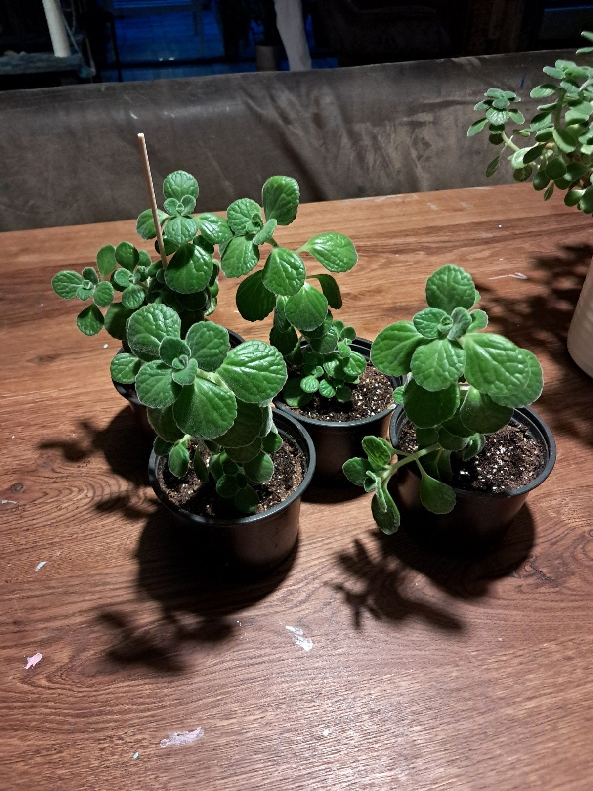 Vicks planten, goed geworteld, Ophalen of Verzenden, Halfschaduw, Minder dan 100 cm