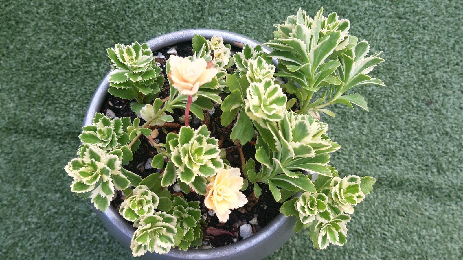 Sedum Atlantis(vetplant,succulent), Huis en Inrichting, Ophalen of Verzenden, Halfschaduw, Minder dan 100 cm