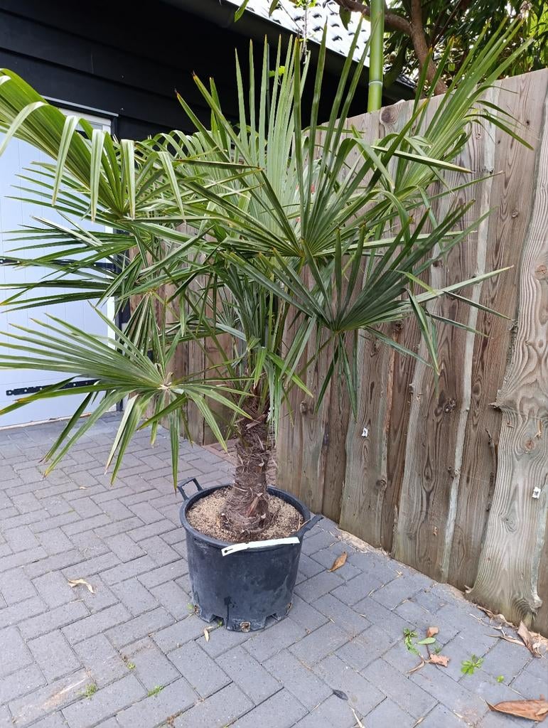 Trachycarpus fortunei winterharde palmboom, Ophalen, Overige soorten, Volle zon