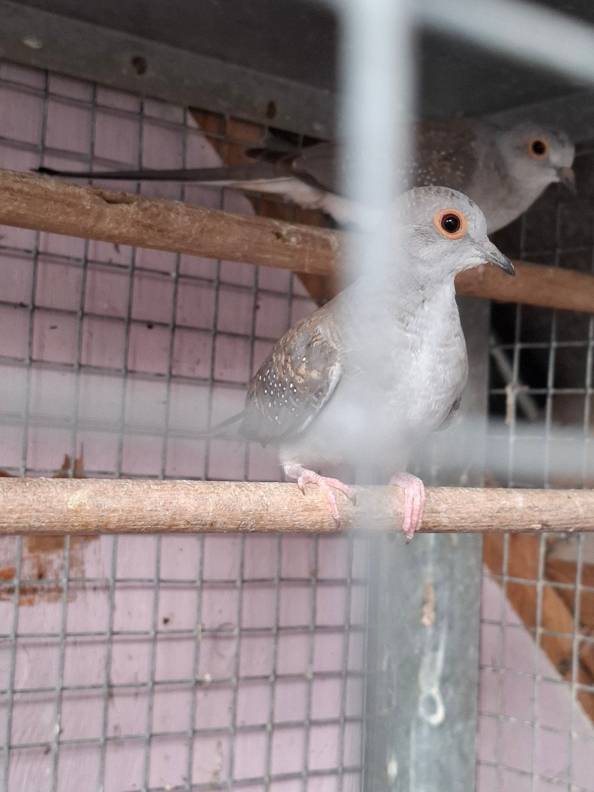 2 jonge wildkleur diamantduiven diamant duifjes., Dieren en Toebehoren, Vogels | Overige Vogels, Meerdere dieren, Tropenvogel