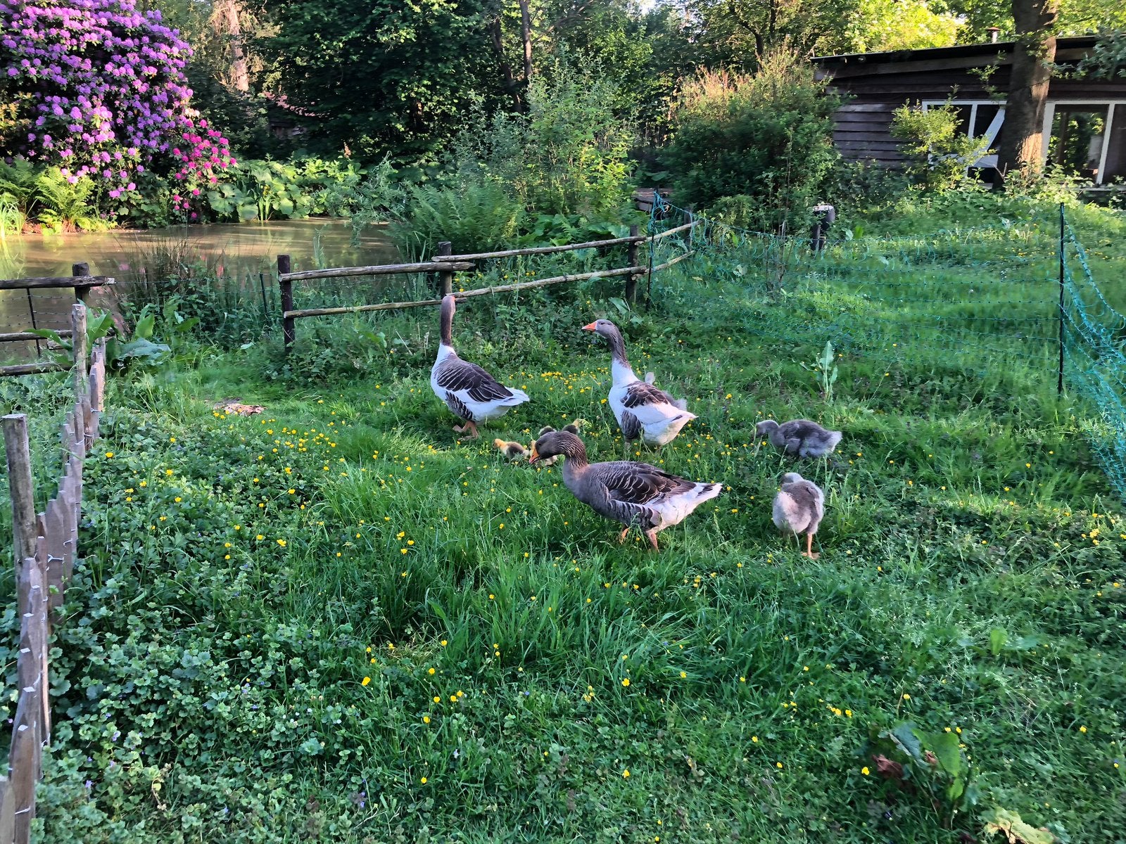 Ganzen familie  boeren gans en twentse gans, Dieren en Toebehoren, Pluimvee, Meerdere dieren, Gans of Zwaan