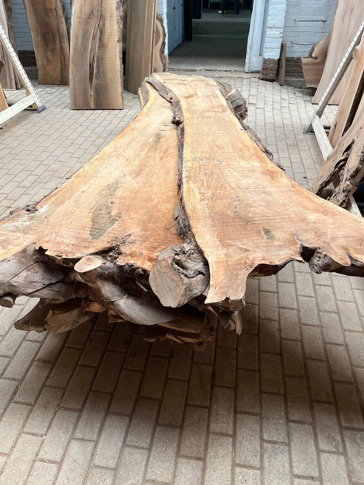 droge stam stoer europees noten in de midden diameter 60 cm, Ophalen, Nieuw
