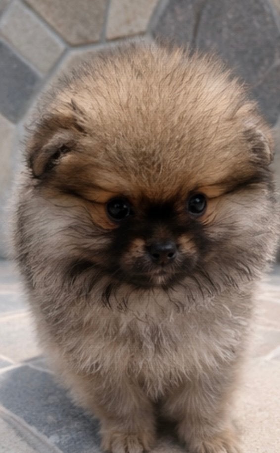 Pomeranian | Pomeriaan | Reu | Stamboom, Dieren en Toebehoren, Particulier, Keeshond, 15 weken tot 1 jaar, Reu