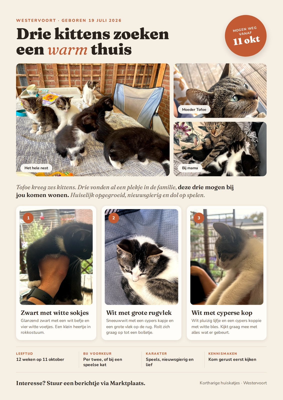 3 lieve kittens zoeken een thuis – liefst per twee, Meerdere dieren, Kortharig, 0 tot 2 jaar