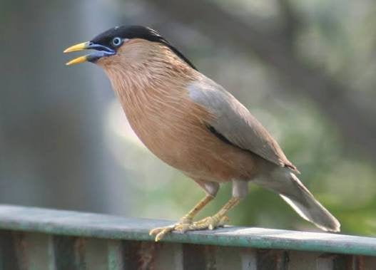 2-0 Pagodespreeuwen 2026, Dieren en Toebehoren, Vogels | Overige Vogels, Mannelijk