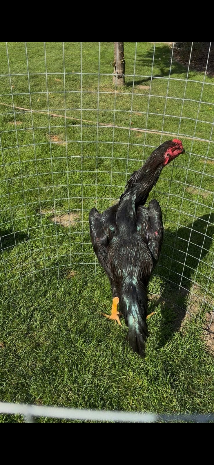 Shamo, Dieren en Toebehoren, Mannelijk, Kip