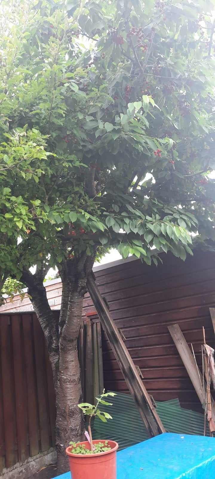 Kersenboom, Ophalen of Verzenden, Lente