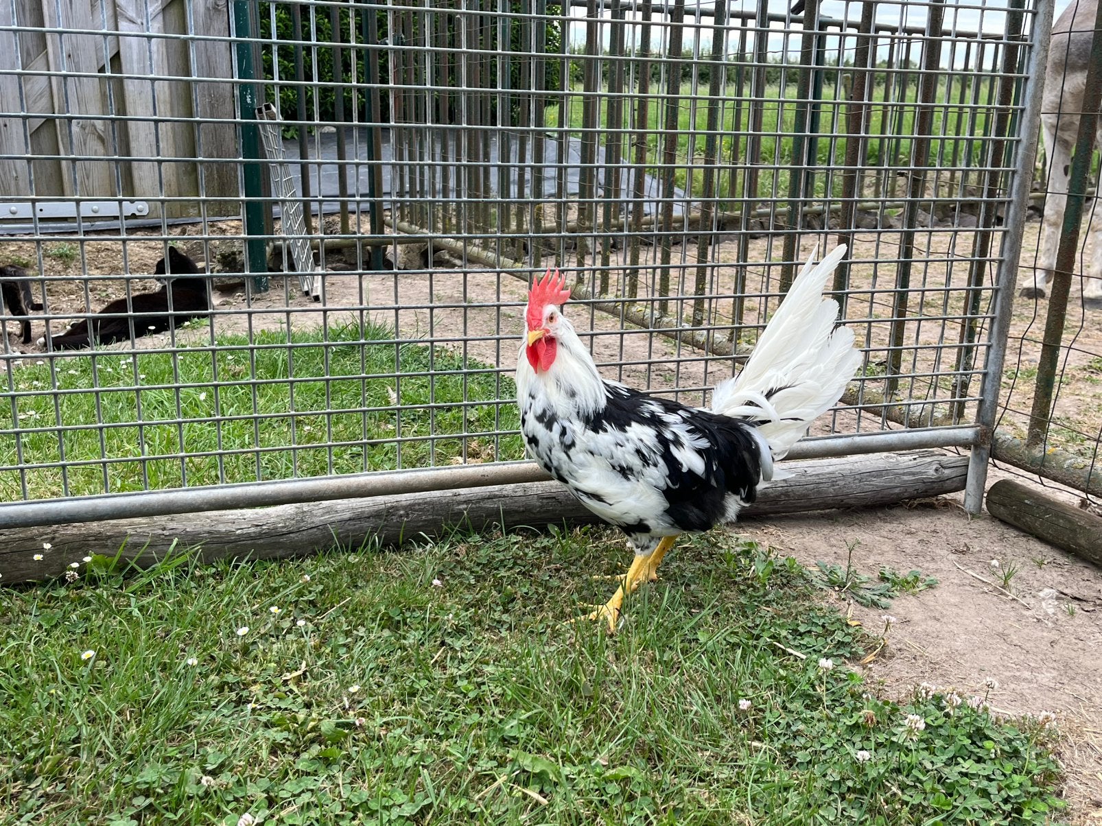 TE KOOP MOOIE BONTE LEGHORN HANEN, Dieren en Toebehoren, Pluimvee, Mannelijk, Kip