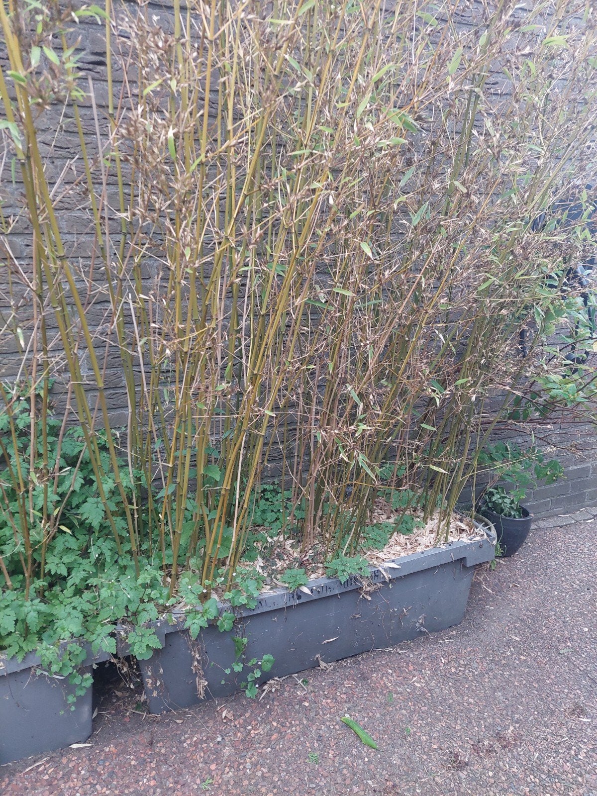 Woekerende gele bamboe in twee smalle bakken (112x48 cm), Tuin en Terras, Ophalen, Volle zon, Vaste plant, Siergrassen