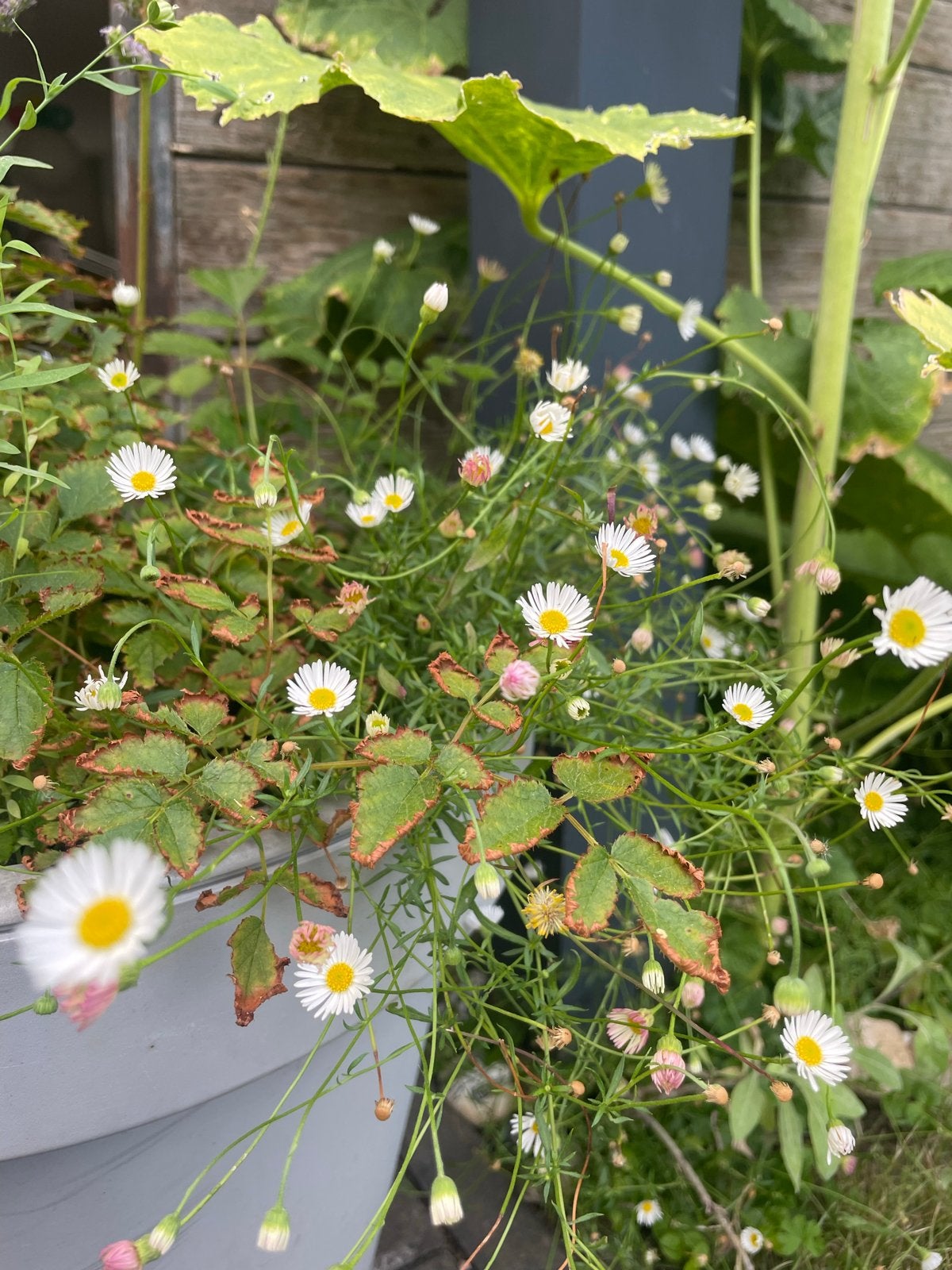 Fijnstraal (Erigeron karvinskianus) - Vrolijke Bodembedekker, Bodembedekkers, Volle zon, Vaste plant, Verzenden