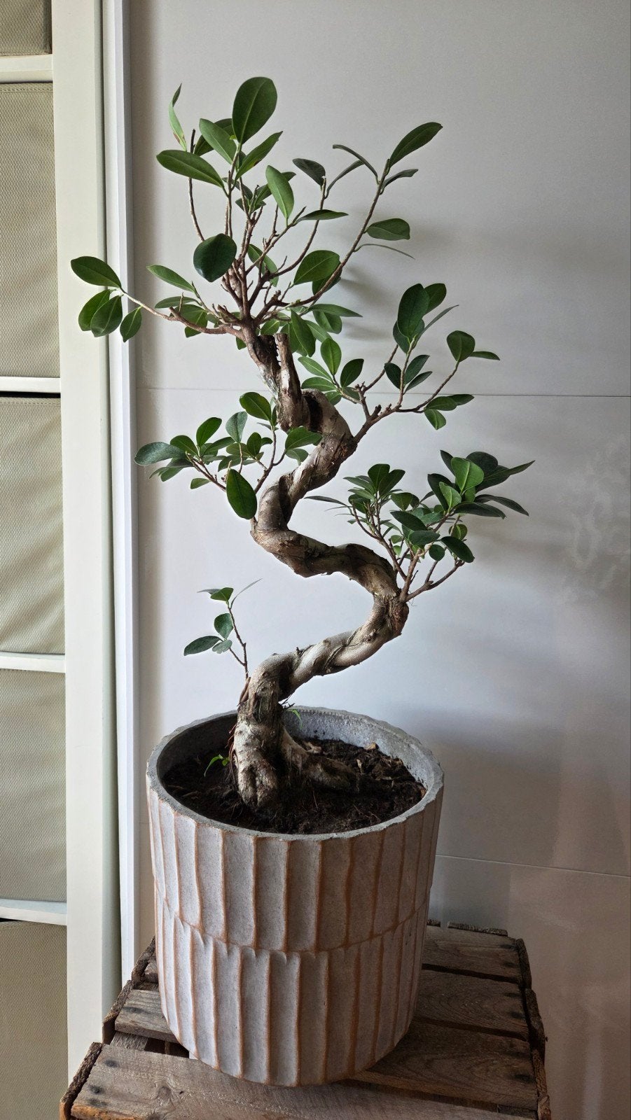 Ficus Bonsai in Pot, Huis en Inrichting, Ficus, Ophalen of Verzenden, In pot, Minder dan 100 cm