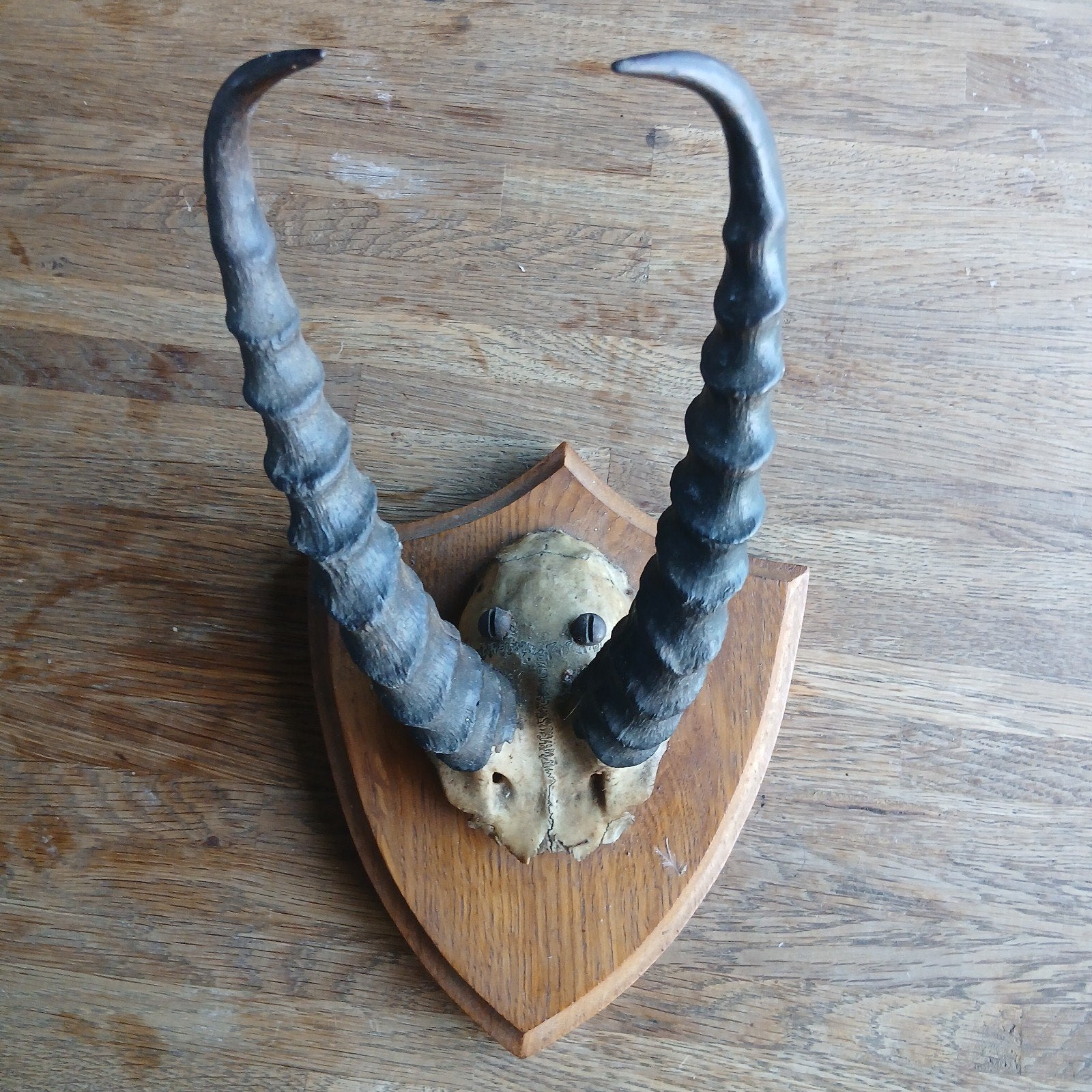 Springbok schedel met hoorns op eiken wandbord, Ophalen of Verzenden, Schedel