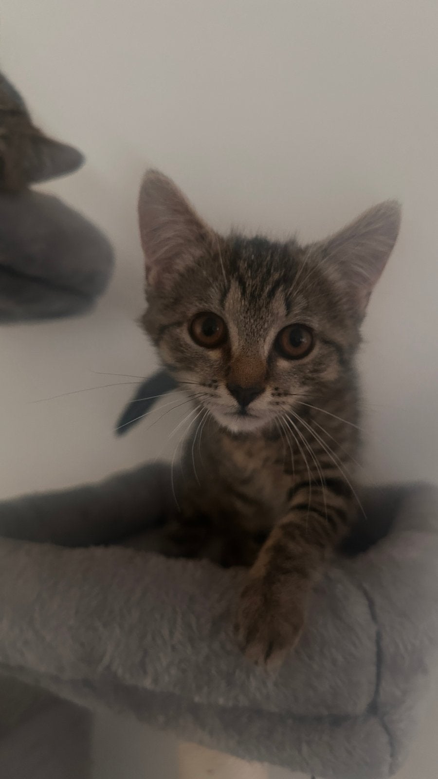 Lieve poes (Gevaccineerd)zoekt een rustig en liefdevol thuis, Dieren en Toebehoren, Poes