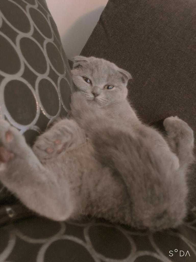 poes, Dieren en Toebehoren, Katten en Kittens | Overige Katten, Poes