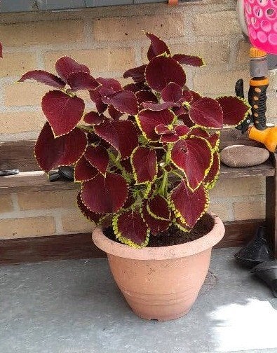 Prachtige Coleus plant in pot - Ideaal voor binnen en buiten, Eenjarig, Halfschaduw, Lente, Ophalen