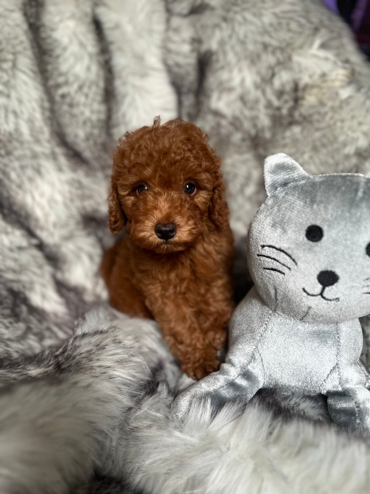 Kleine dwerg / toy poedel pups, Poedel, Parvo, 15 weken tot 1 jaar, Meerdere