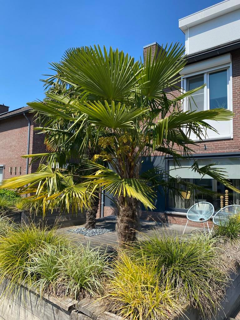 Winterharde Trachycarpus Fortunei palmboom - 2,60 m, Tuin en Terras, Planten | Bomen, Ophalen of Verzenden, Lente, 250 tot 400 cm