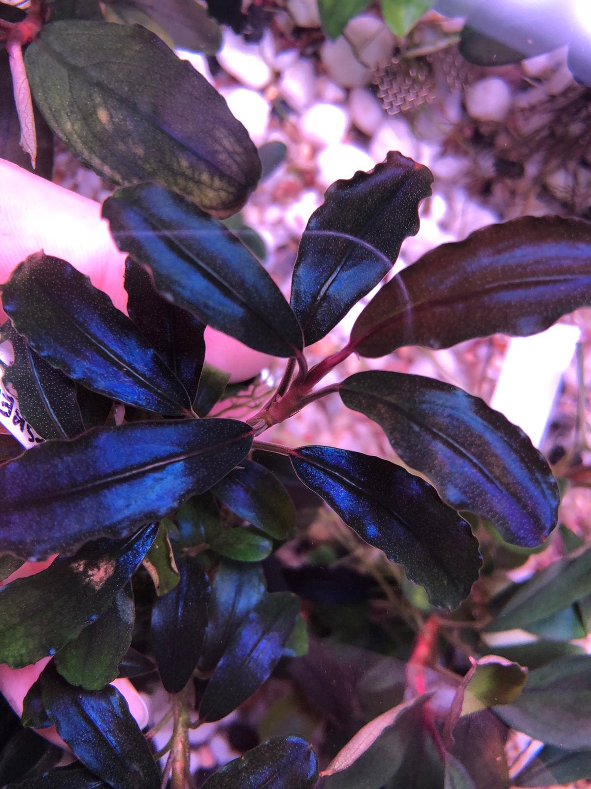 Bucephalandra Esmeralda Blue, Dieren en Toebehoren, Ophalen of Verzenden, Plant(en), Steen of Hout