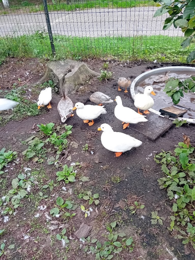 Eenden, Meerdere dieren, Eend