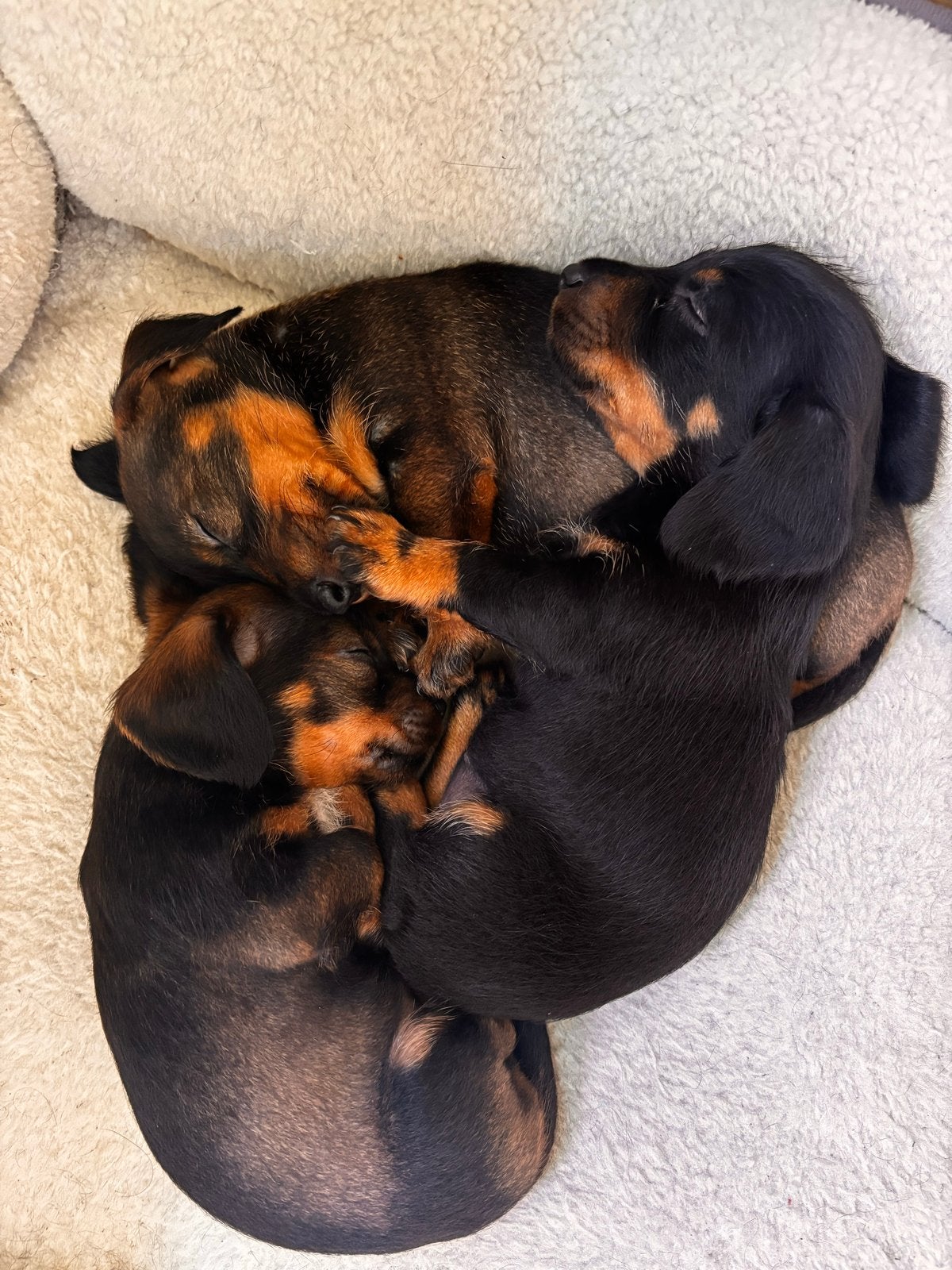 Prachtige standaard ruwharige teckel puppy’s, 8 tot 15 weken, Meerdere, Meerdere dieren, Ruwhaar