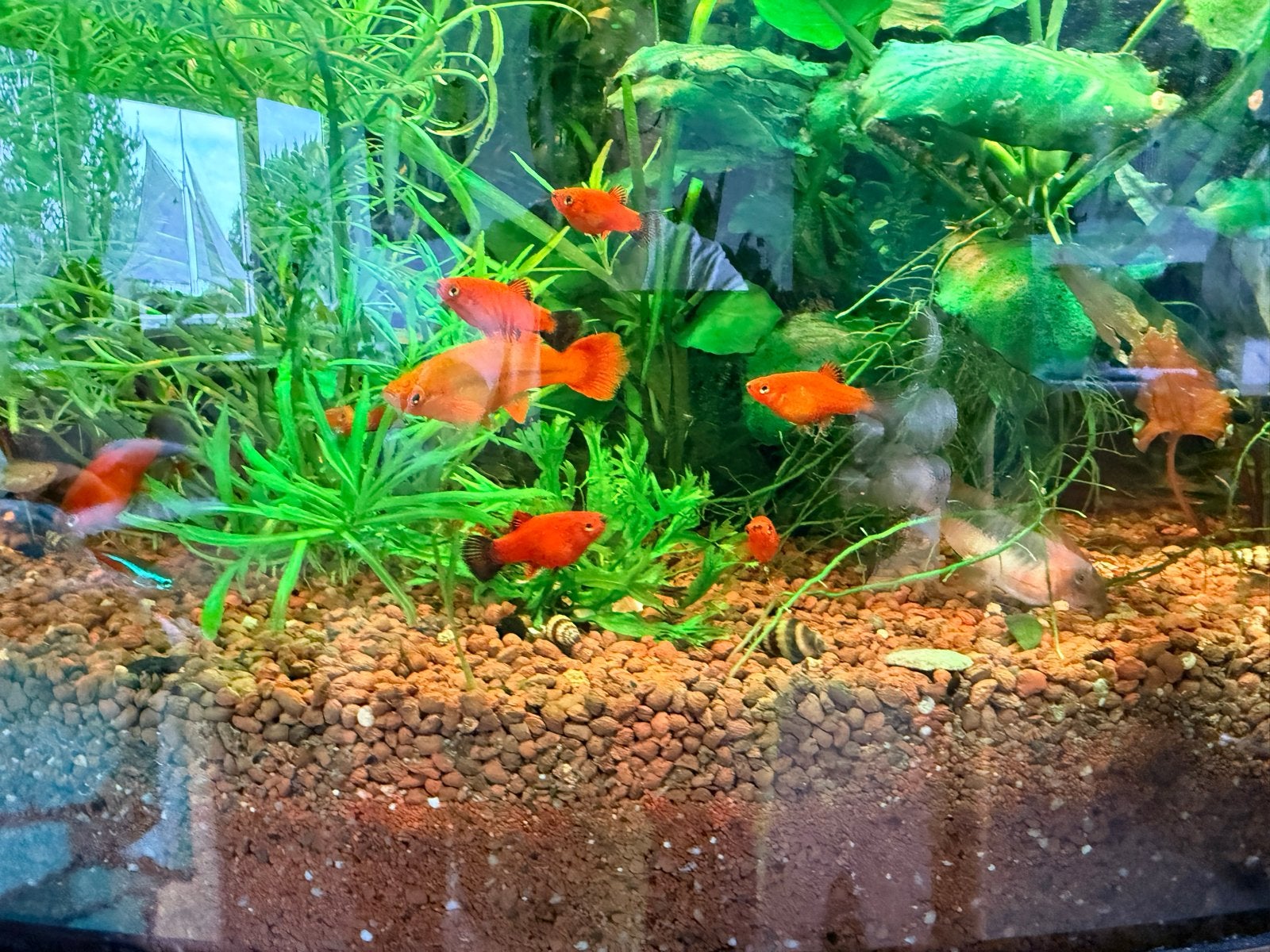 Platy, Dieren en Toebehoren, Vis