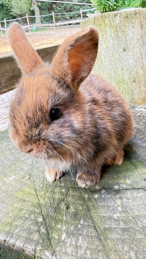 Prachtige half satijn en half kleurdwerg konijntjes te koop!, Dieren en Toebehoren, Meerdere dieren, Dwerg