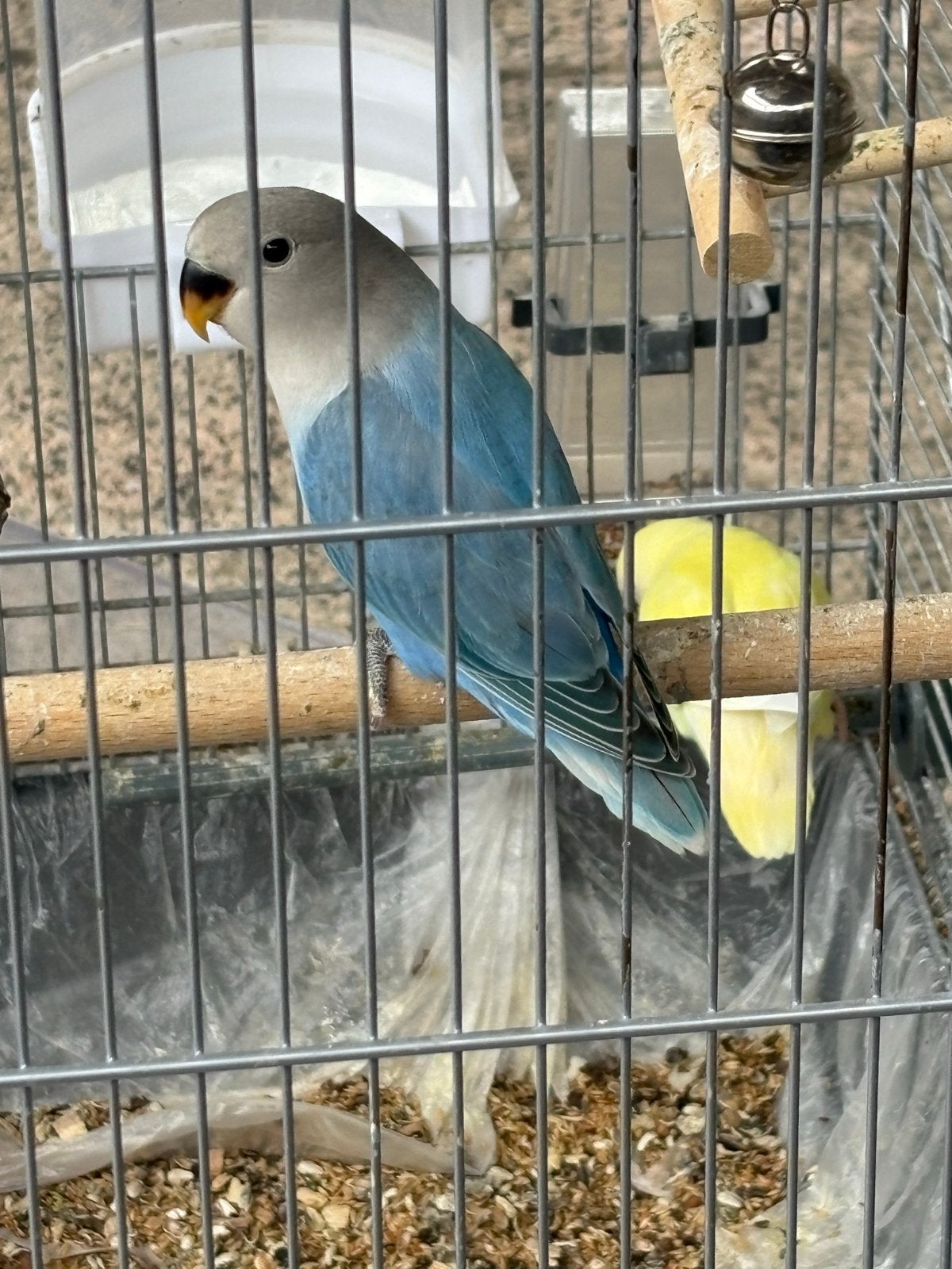 Agapornissen 4x, Dieren en Toebehoren, Geslacht onbekend, Dwergpapegaai of Agapornis