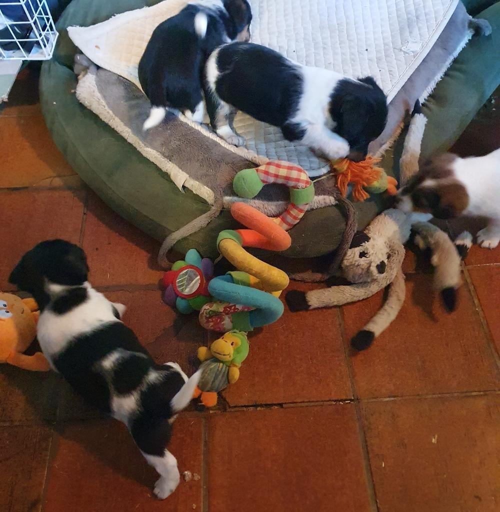 Vrolijke raszuivere JACK RUSSELTJES gezond speels laagbenig, Parvo, Jack Russell Terriër, 8 tot 15 weken, Meerdere