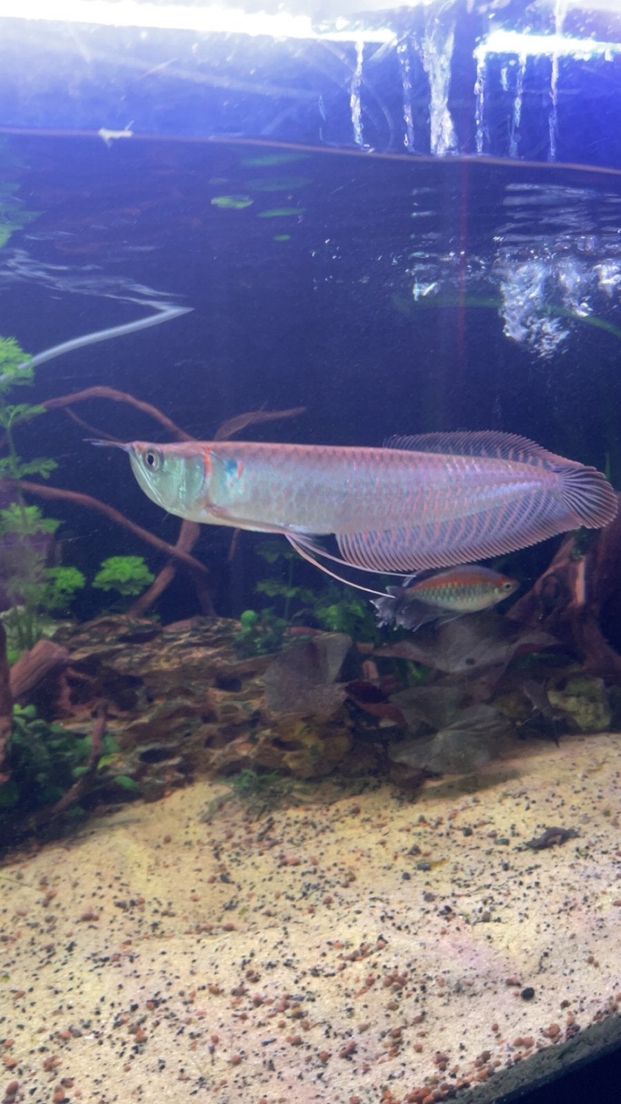 Zilveren arowana - 20cm, Vis, Zoetwatervis