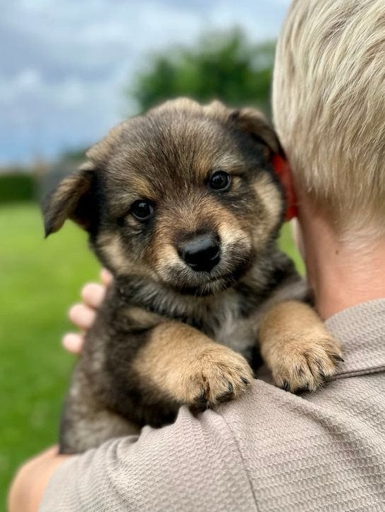 Puppy’s Eurasiër / Herdermix kruising, Dieren en Toebehoren, Parvo, Overige rassen, 8 tot 15 weken, Meerdere