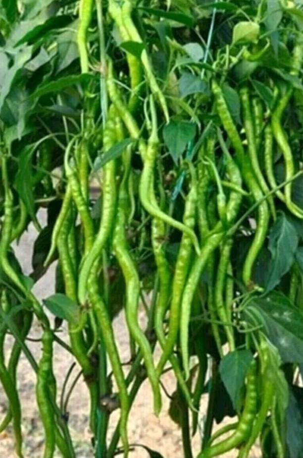 Moestuinplantjes planten stekjes Aci kil sivri peper, Tuin en Terras, Planten | Tuinplanten, Ophalen, Eenjarig, Groenteplanten