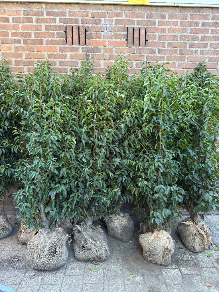 9x Portugese Laurier 140-160cm op kluit, Ophalen, Laurier, Haag, 100 tot 250 cm