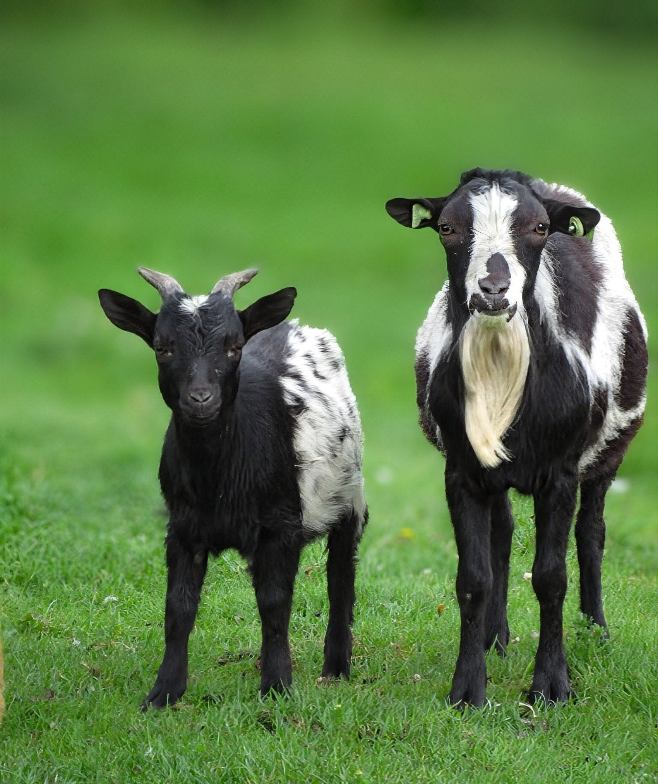 2 prachtige jonge zwartwit gespikkelde dwerg bokjes te koop, Dieren en Toebehoren, Mannelijk, Geit, 0 tot 2 jaar