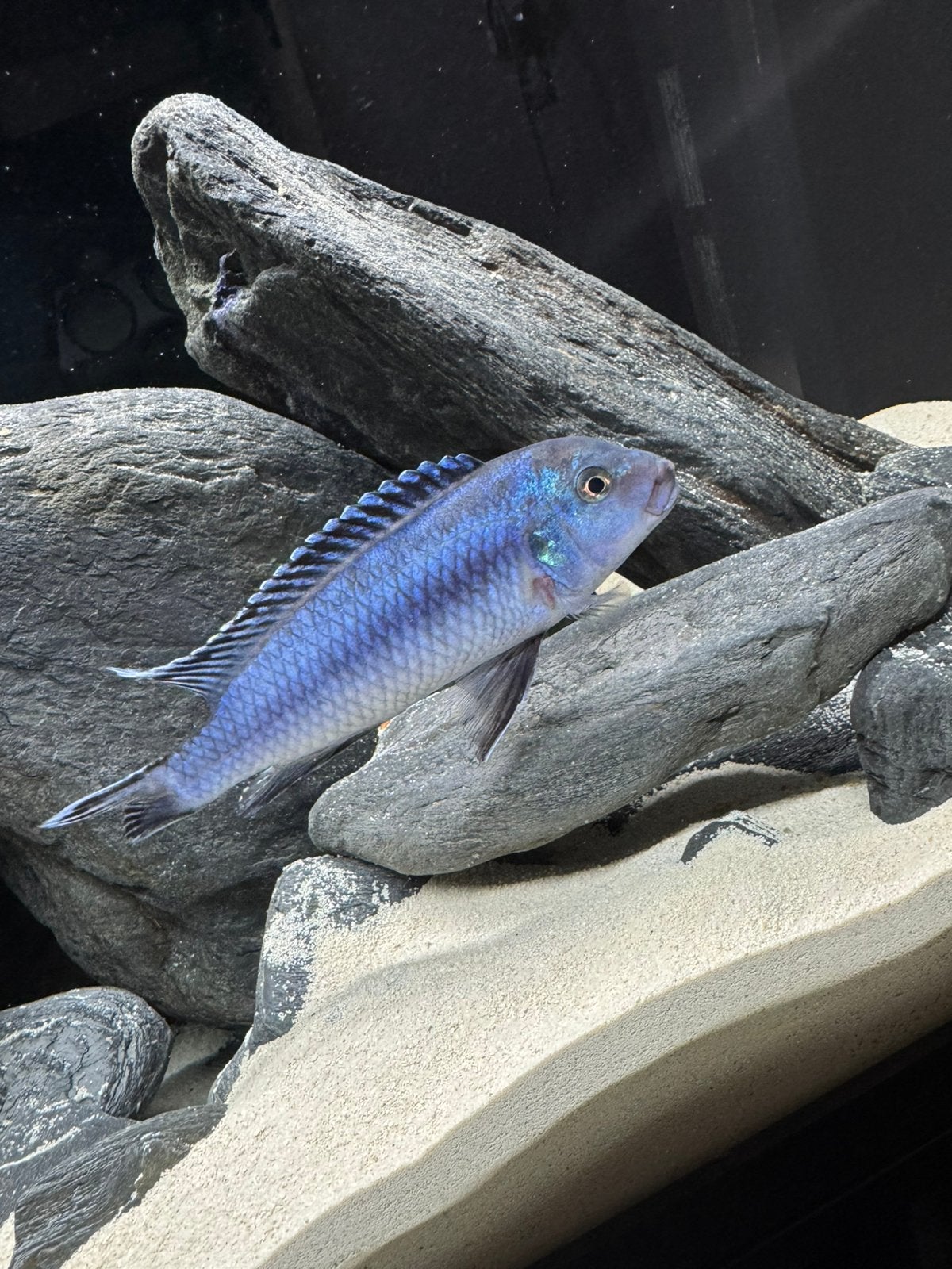 Malawi Cichlide vis Blauw | Man 12 cm, Vis