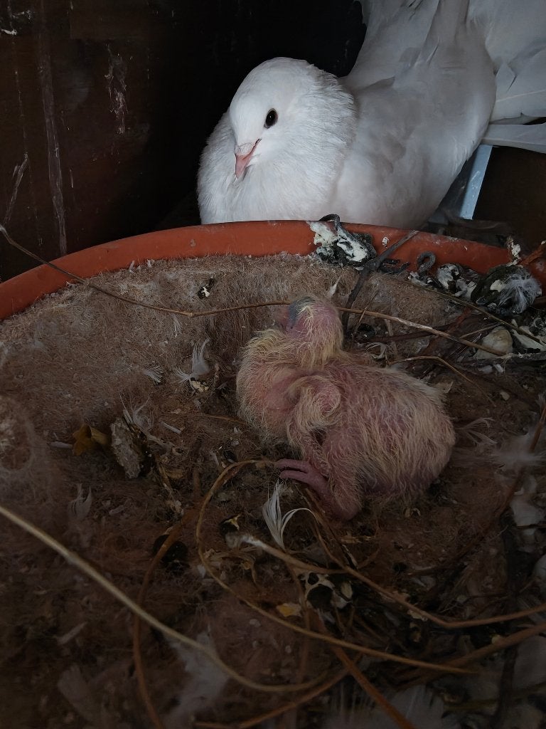 Witte pauwstaartduif, Dieren en Toebehoren, Meerdere dieren, Overige soorten
