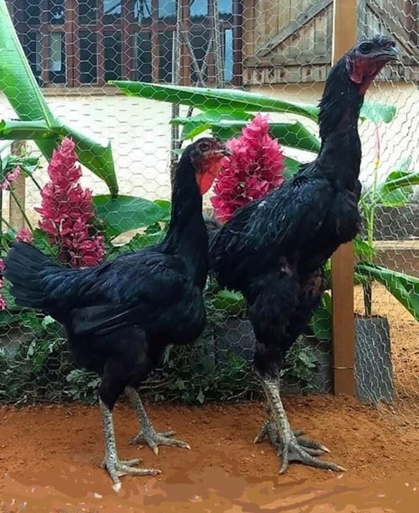 Gezoch!! echt GROTE zwarte indio gigante Haan kip, Dieren en Toebehoren, Pluimvee, Meerdere dieren, Kip